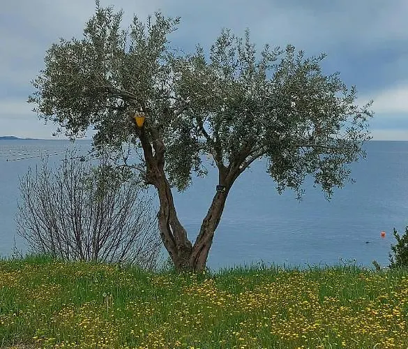 Апартаменты Trieste M&m *